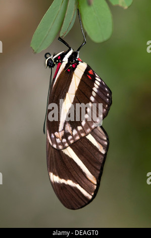 Zebra Longwing (Papillon Heliconius charithonia), Kerzers, Suisse Banque D'Images