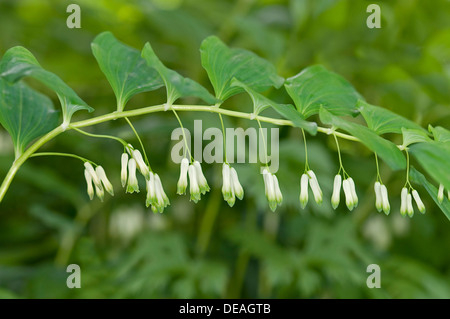 Le sceau de Salomon, David's Harp ou bain-de-ciel (Polygonatum multiflorum), Genève, Genève, Suisse Banque D'Images