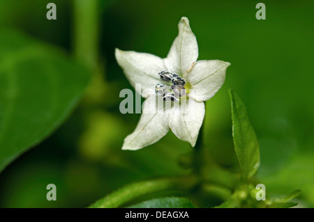 Fleur de piment (Capsicum sp.), Genève, Canton de Genève, Suisse Banque D'Images