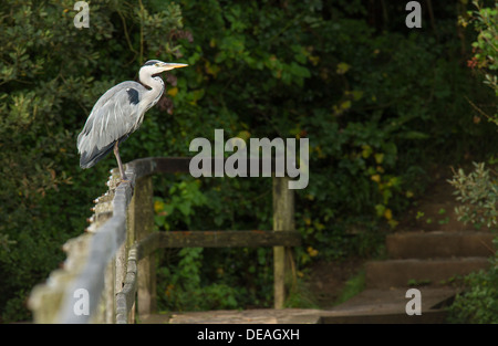 Héron cendré (Ardea cinerea) debout sur la clôture. Banque D'Images