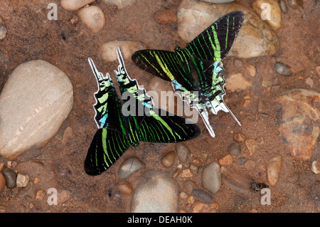 Green-banded Urania Urania leilus (papillons) se nourrissant d'eau riche en minéraux, la Réserve de Tambopata, région de Madre de Dios Banque D'Images