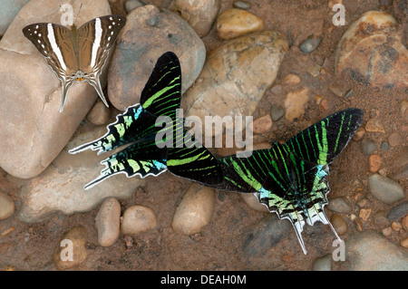 Green-banded Urania Urania leilus (papillons) se nourrissant d'eau riche en minéraux, la Réserve de Tambopata, Madre de Dios Banque D'Images