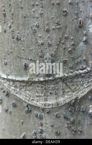 Spider web pépinière (Pisauridae spec.) assis parfaitement camouflée sur un tronc d'arbre, la Réserve de Tambopata Banque D'Images
