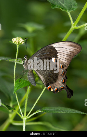 Papillon Ulysse, Blue Mountain Blue Mountain ou Swallowtail Butterfly (Papilio ulysses), l'Australie Banque D'Images