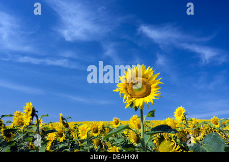 Champ de tournesol, tournesol commun (Helianthus annuus) Banque D'Images