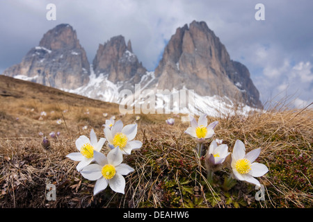 Printemps fleurs anémone pulsatille (Pulsatilla vernalis, Anemone vernalis) sur le plan da Cuzin sous le pic de Sassolungo Langkofel ou Banque D'Images