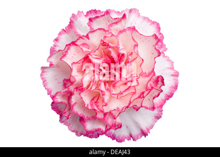 Œillet (Dianthus caryophyllus), blanc et rose Banque D'Images