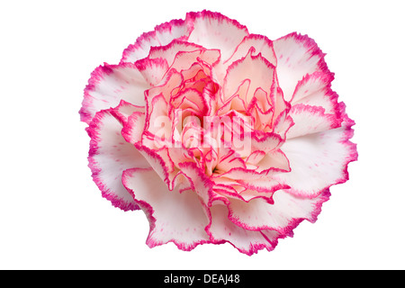 Œillet (Dianthus caryophyllus), blanc et rose Banque D'Images