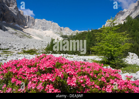 Rhododendrons Rhododendrons, Garland, velues-Alpine rose, Alpen rose, rose des Alpes, l'Alpenrose, Snow-rose (Rhododendron hirsutum) Banque D'Images