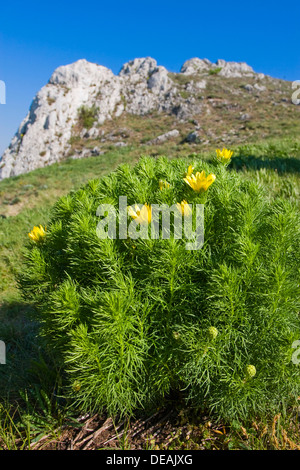 Spring Pheasant's Eye, False Hellebore, Ox-Eye, Oxeye Daisy, faisan, Oxeye-eye, Pheasant's-Eye, Pheasant's Eye, printemps Banque D'Images