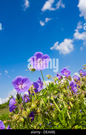 Le géranium des prés (Geranium pratense) Banque D'Images