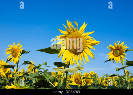 Le tournesol (Helianthus annuus) Banque D'Images