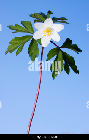 L'Anémone des bois, l'Arum Creticum, Crowfoot, de l'anémone des bois, l'odeur du vent, fox crowfoot, Wind Flower (Anemonoides nemorosa Banque D'Images