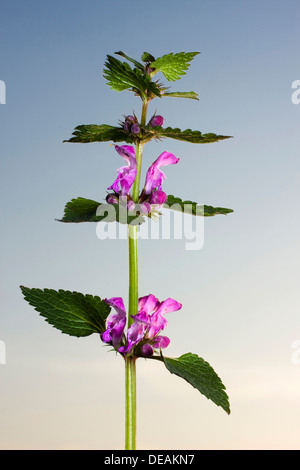 Red Dead-nettle, Violet Deadnettle Lamier, Lamier pourpre, violet, rouge, Dead-Nettle Archange, Red Dead Nettle, rouge Banque D'Images