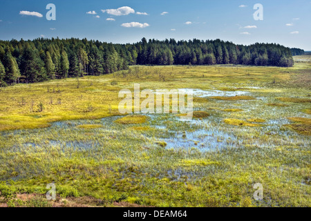 Marais en Cepkeliu National Nature Reserve, Lituanie, Europe Banque D'Images