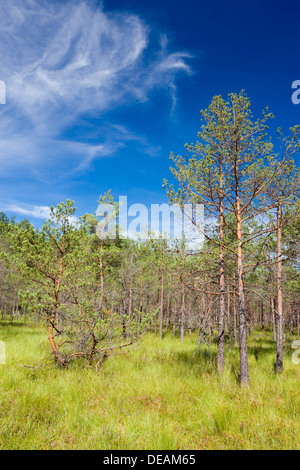 Cepkeliu National Nature Reserve, Lituanie, Europe Banque D'Images