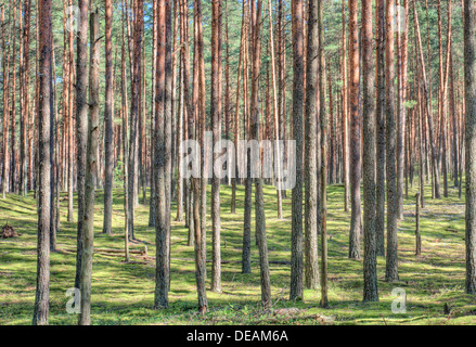 Dans Cepkeliu Forestier National Nature Reserve, Lituanie, Europe Banque D'Images