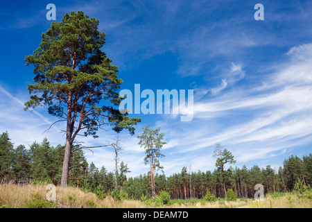 Cepkeliu National Nature Reserve, Lituanie, Europe Banque D'Images