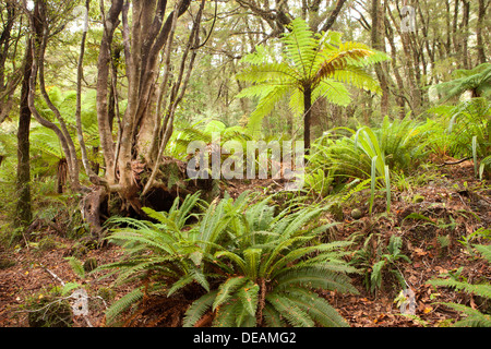 Milford Sound forêt dans le Parc National de Fiorland, île du Sud, Nouvelle-Zélande Banque D'Images