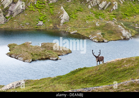 Le renne, la montagne de la toundra eurasienne, Renne (Rangifer tarandus renne sauvage) Eldbekkskardvatnet tarundus près du lac, Banque D'Images