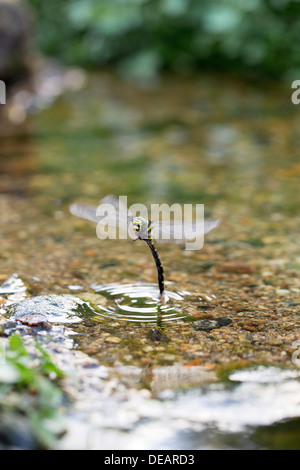 Golden Dragonfly annelé Cordulegaster boltonii ; ; femmes ; la ponte ; UK Banque D'Images