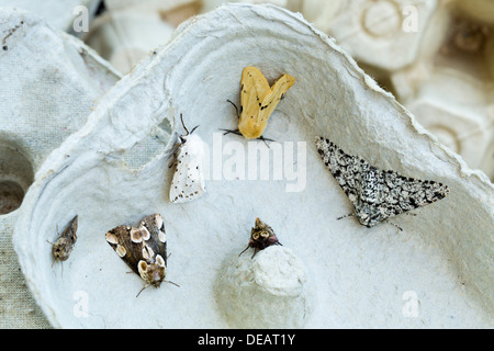 Papillons de nuit dans une boîte d'Oeufs ; blanc ; l'Hermine Hermine chamois parsemé ; espèce ; et d'autres ; Partie d'une espèce de piège ; été ; UK Banque D'Images