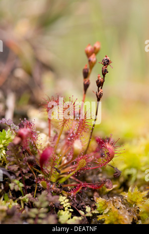 De forme oblongue leaved sundew Drosera intermedia ; Royaume-Uni ; Banque D'Images