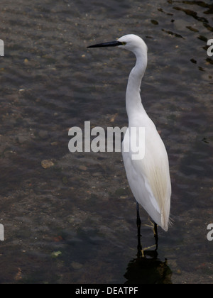 L'aigrette garzette, Egretta garzetta, Looe, Cornwall, UK 2013 Banque D'Images