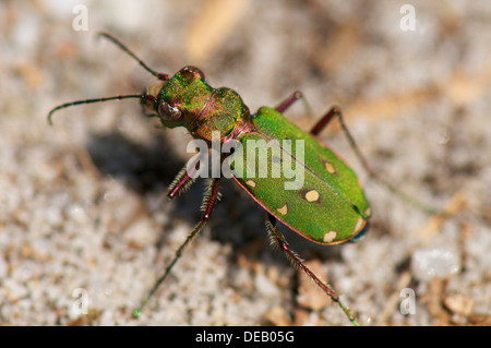 Green Tiger Beetle la chasse pour les fourmis Banque D'Images