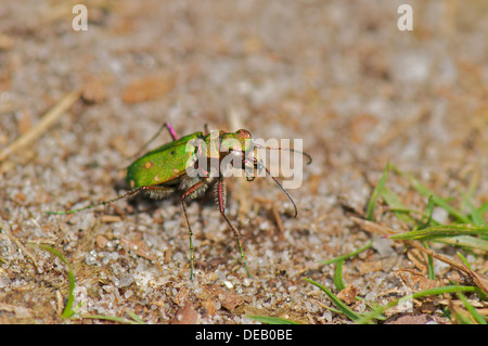 Green Tiger Beetle la chasse pour les fourmis Banque D'Images