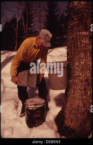 Ce producteur de lait PRÈS DE RANDOLPH CENTER, NEW YORK, est en moyenne d'environ 400 gallons de sirop d'ÉRABLE AU PRINTEMPS. Trente à 40 555524 Banque D'Images