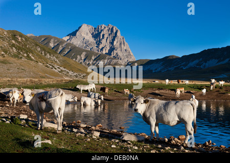 Troupeau de vaches de boire d'un lac Banque D'Images