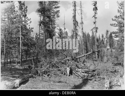 Cette image montre une pile de barres obliques, typique du travail effectué par le tracteur de barres obliques Biles-Coleman dans les opérations forestières, le défrichement des débris et des branches. Banque D'Images