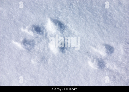 Une piste de loup sauvage dans la neige vue rapprochée Banque D'Images