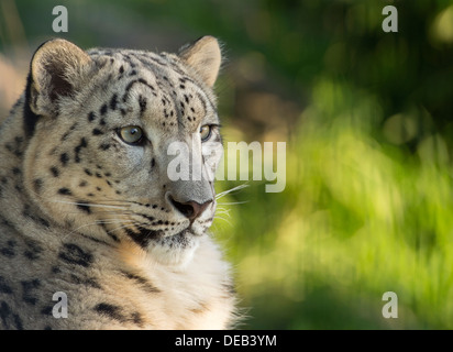 Femme snow leopard (head shot) Banque D'Images