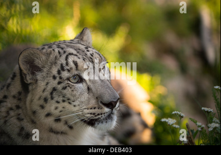 Femme snow leopard (head shot) Banque D'Images