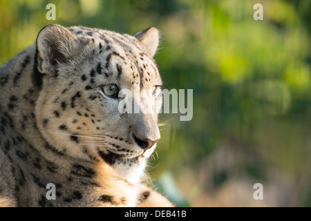 Femme snow leopard (head shot) Banque D'Images