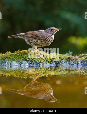 Grive musicienne (Turdus philomelos) chante sur le bord d'une piscine Banque D'Images