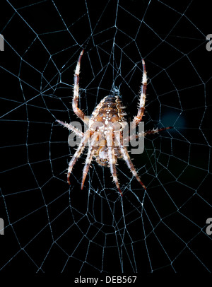 - Orb weaver Spider spider dans le net Banque D'Images