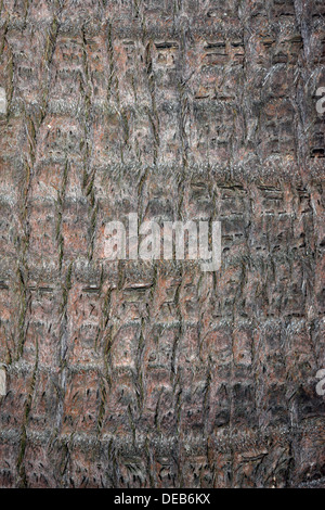 Close-up de l'écorce de l'arbre de chou Palm - Livistona australis - Famille Arecaceae Banque D'Images