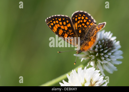 Un Heath Fritillary Mellicta athalia (papillon) nectar dans soleil du matin sur le Col des Fillys, dans les Alpes Françaises Banque D'Images