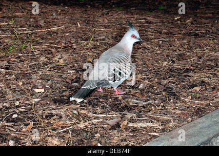 Australian Crested / Topknot Pigeon - Ocyphaps lophotes - Famille Colombidés Banque D'Images