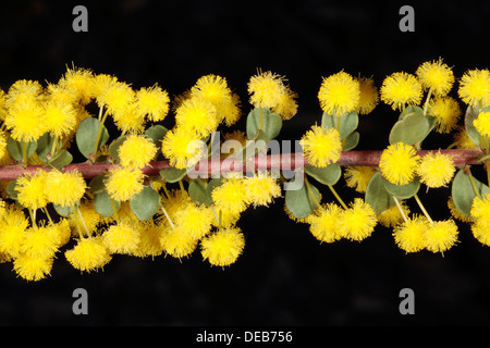 Close-up de la poussière d'or- Wattle Acacia acinacea - famille des Fabaceae Banque D'Images