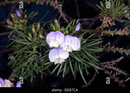 Bush fontaine/Bleu/ scurfpea-balai Psoralea pinnata-famille Leguminosea Banque D'Images