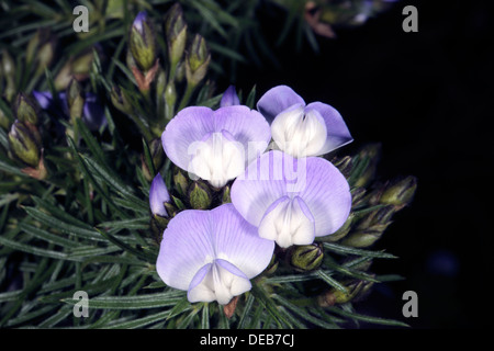 Bush fontaine/Bleu/ scurfpea-balai Psoralea pinnata-famille Leguminosea Banque D'Images