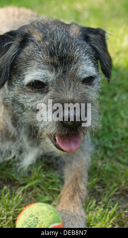 Chien Border terrier balle de tennis terrain nez oreilles Banque D'Images