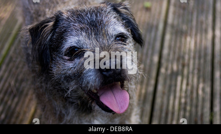 Border terrier visage yeux oreilles nez Bouche langue maternelle Banque D'Images