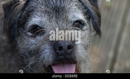 Border terrier dog face oreilles langue maternelle en dehors de paws Banque D'Images