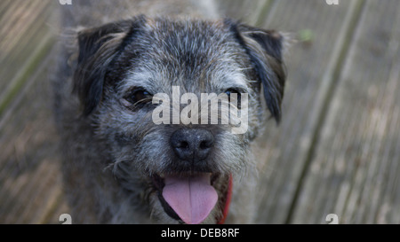 Border terrier dog face oreilles langue maternelle en dehors de paws Banque D'Images