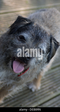 Border terrier dog face oreilles langue maternelle en dehors de paws Banque D'Images
